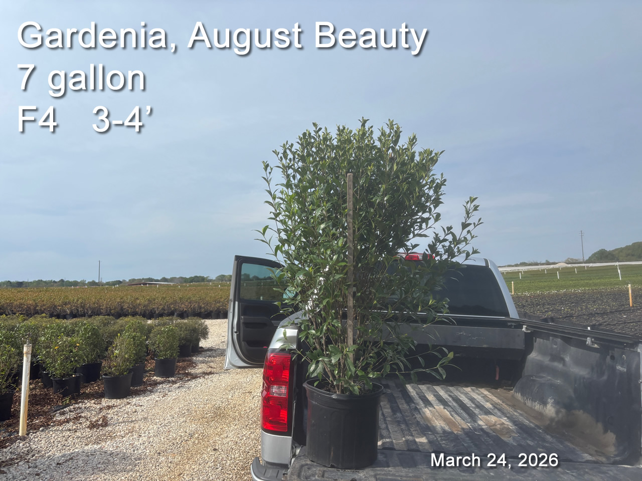 gallery/gab7 f4 mar24.jpg